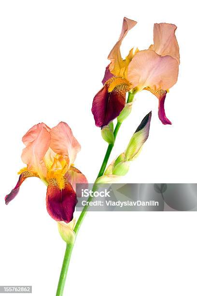 Fiori Di Iris - Fotografie stock e altre immagini di Bellezza naturale - Bellezza naturale, Bianco, Capolino