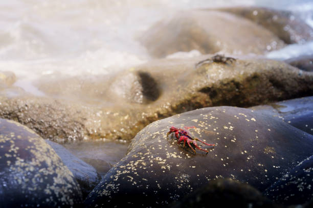 Red crab on a stone among the waves, Tenerife