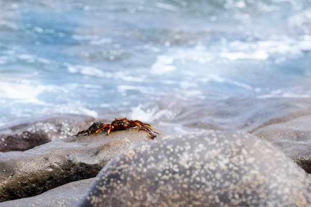 Red crab on a stone among the waves