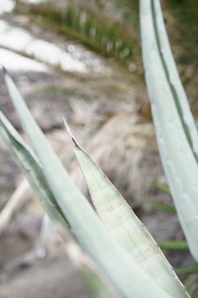 Silver leaves of agave