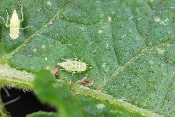 istock Nymph fo a leafhopper larva of Eupteryx atropunctata under a potato leaf. 1557640240
