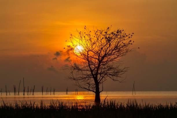 istock Silhouette morning lake 1557642110