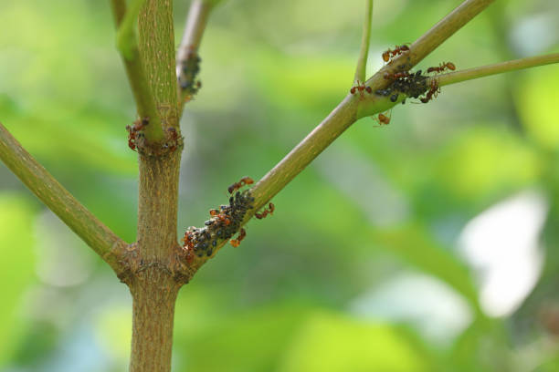 istock Red ants tending to aphids on a maple shoot. 1557642616