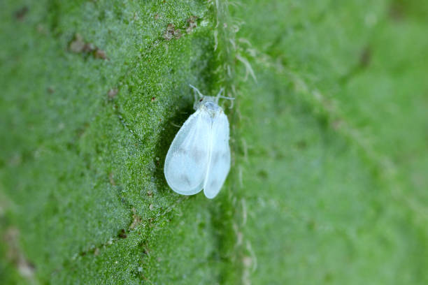 istock Whitefly on a potato leaf. It is a pest of plants. 1557646982