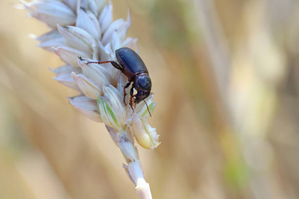 Beetle of corn ground beetle - Zabrus tenebrioides eating a unripe wheat cereal kernel, a species of black ground beetle (Carabidae).