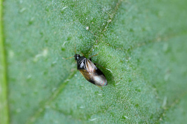 Minute pirate bugs (Anthocoridae), A pirate bug looking for prey, a pest on a potato leaf.