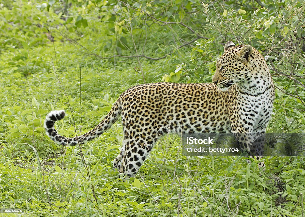 Leopardo - Royalty-free Animais caçando Foto de stock