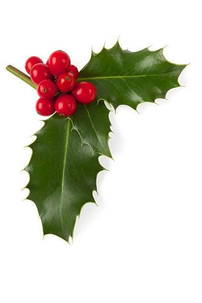 Christmas Holly. Isolated on white. Selective focus.