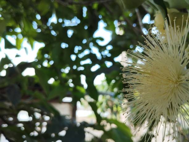 istock Selective focus of guava pistils 1557662957