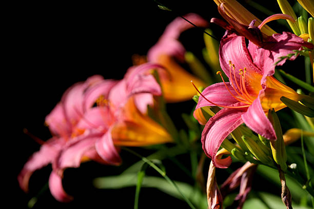 Large pink Lilies stock photo