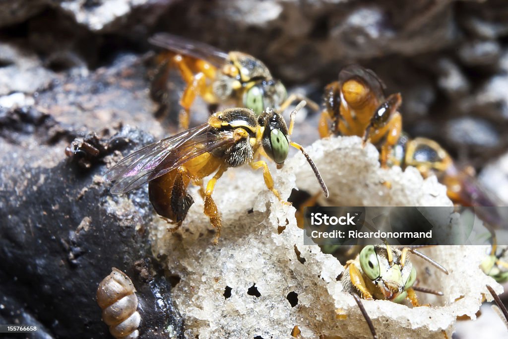 Brasileño Bees - Foto de stock de Abeja libre de derechos