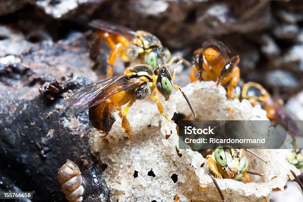 Brasileño Bees Foto de stock y más banco de imágenes de Abeja - Abeja, Brasil, Colonia - Grupo de animales