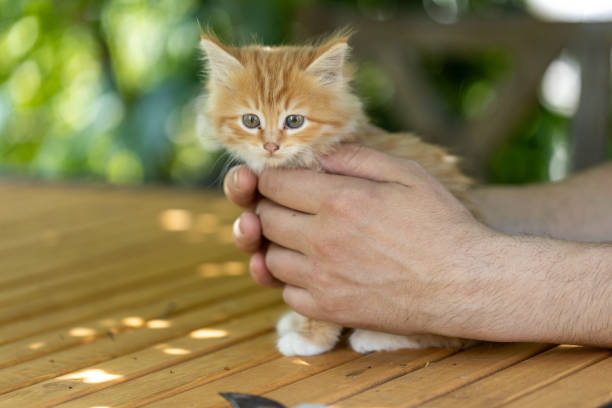 istock small beautiful red kitten in male hands. Care concept 1557672967