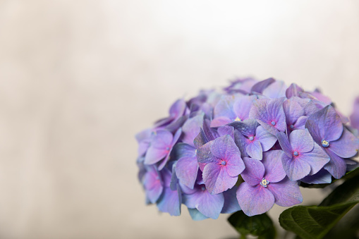 Hydrangea Blooming. Hydrangea on a colorful blurred background. Hydrangea in a pot. Beautiful flowers. Spring bouquet. Blue, pink and lilac hydrangea flowers.Retro