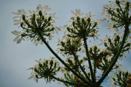 upward view of Hogweed against sky on the cliffs around Pentire, Newquay, Cornwall on a June day.