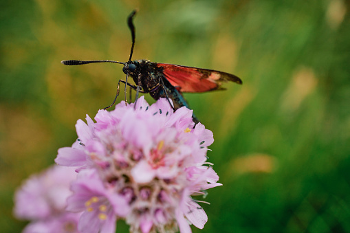 Moth (probably a Six-spot Burnet) with red and black wings feeding on a Seat hrift flower in Pentire, Newquay, Cornwall on a June day.