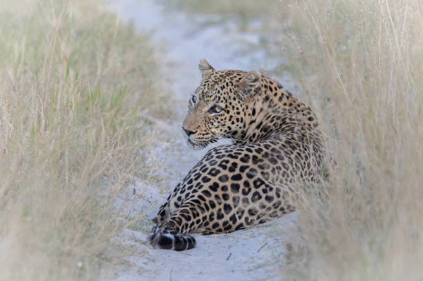 istock A leopard (Panthera pardus) lying on a sandy track and looking back at the camera. 1557695081