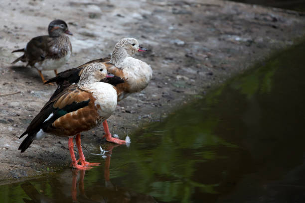 istock Ducks near the river 1557704243
