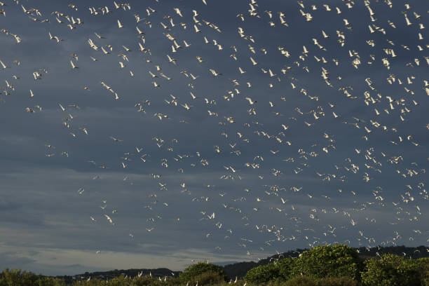istock A group of herons gracefully soar around the mangrove forest, 1557712522