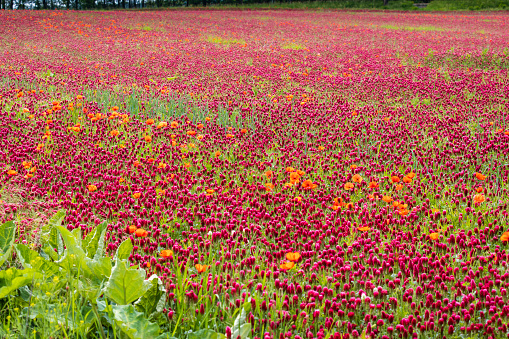 field full of red clovers