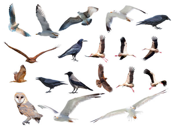 istock Various bird species isolated white background - Stork, Crow, Hawk, Seagull, owl, barn owl 1557743523