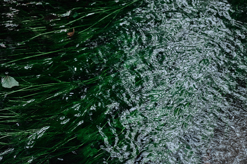 Green seaweed under clear water surface stream in the middle of the forest texture background