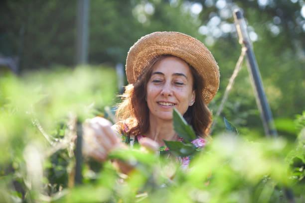 istock caucasian lady tying the plant at vegetable garden 1557747585