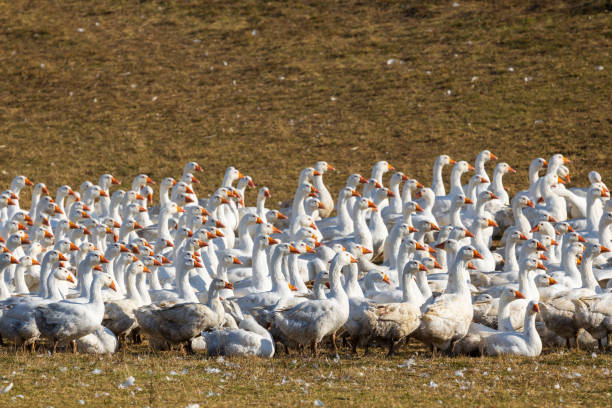 istock Flock of geese in open air, Hungary 1557748092