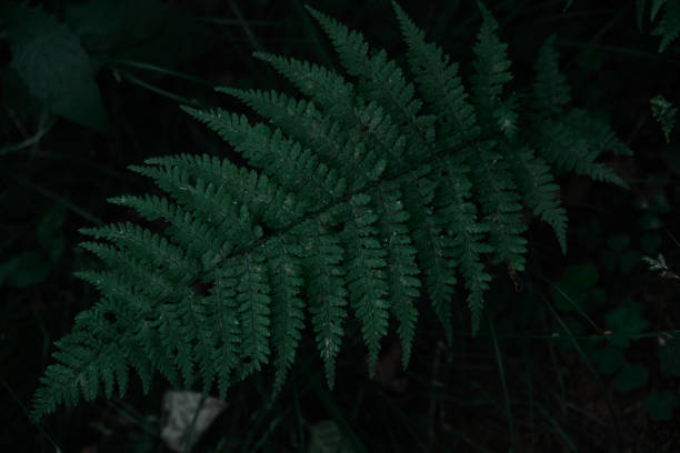 istock pattern of fern leaves in a dark environment background 1557751113