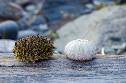 Sea urchin shells and shells