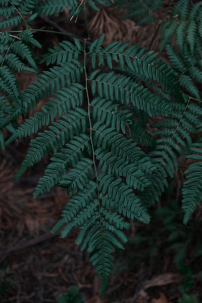 pattern of fern leaves in a dark environment background