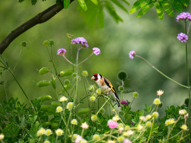 istock Goldfinch (Carduelis carduelis), fringillidae 1557755235