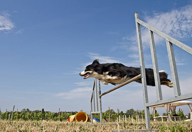 istock Border Collie Dog Agility 155775864