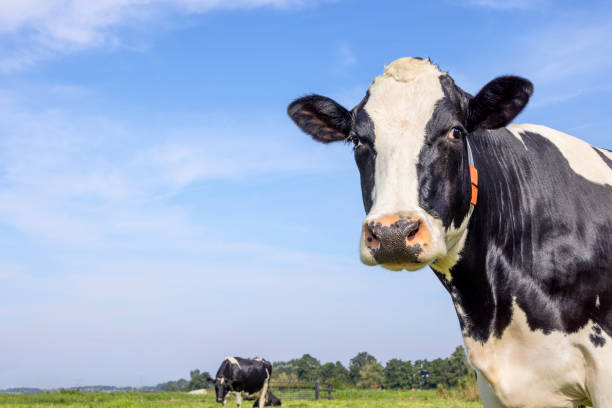 istock Dairy cow head medium shot, looking pretty friendly, black and white, and blue background with copy space, edge right side 1557761696