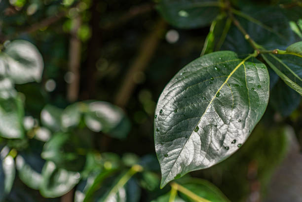 plant background. leaf on a dark background. place for text.