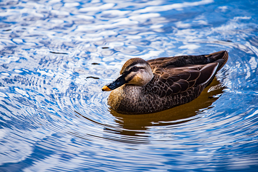 A duck swims in the dark water of a pond at sunset. Mallard, lat. Anas platyrhynchos, female