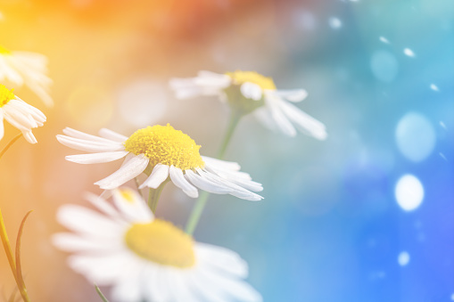 Many white blooming field daisies under the rays of the bright sun.