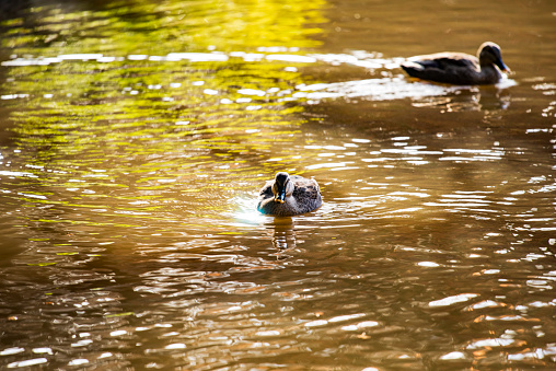 White Duck In Lake Water