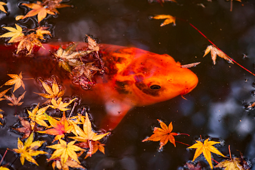 Japanese garden