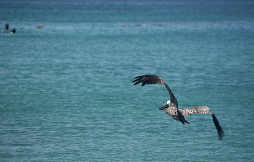 Atlantic Ocean in sunny weather during a strong wind. Pelicans in flight and on the water