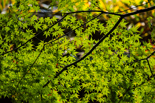 A branch of a small-leaved elm with new leaves - a tree with the Latin name Ulmus minor Silver Gem