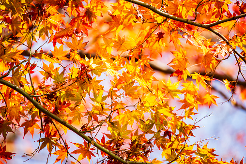 Gold Autumn with sunlight  and sunbeams / Beautiful Trees in the forest