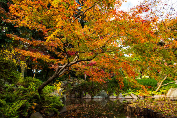 istock yellow orange red leaf near stream 1557783029