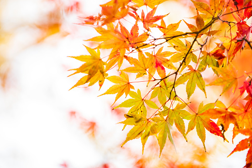 Colorful maple leaves close-up isolated on white background. Bright abstract autumn foliage background. Vibrant fall panoramic backdrop. Top view