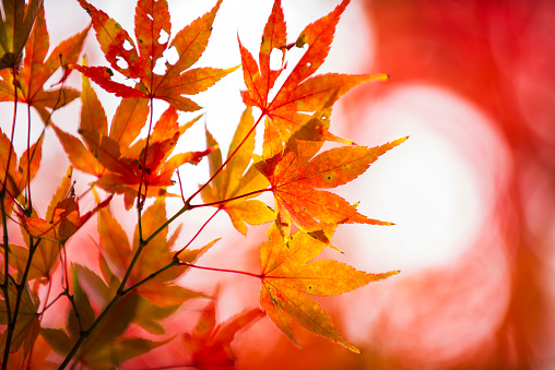 Close up of red maple tree foliage in autumn