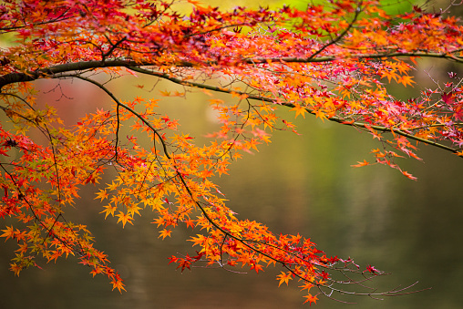 the red bridge in minoh waterfall park with autumn red and yellow background, Osaka, Japan