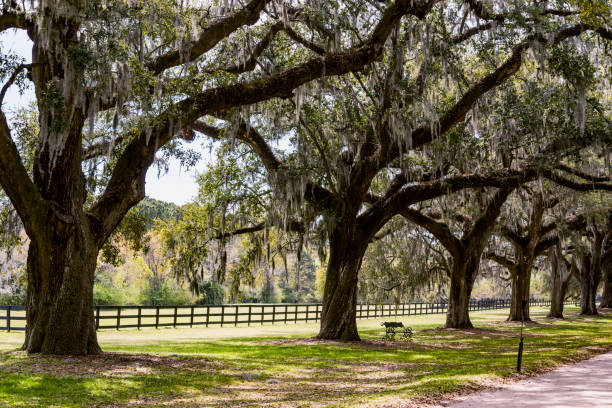 istock Boone Hall plantation in Charleston SC USA 1557790000