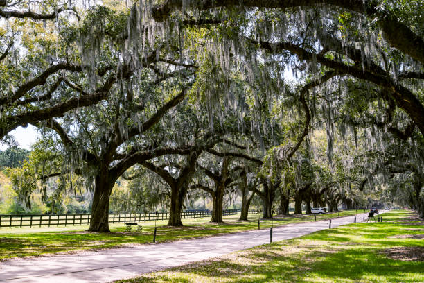 istock Boone Hall plantation in Charleston SC USA 1557790536