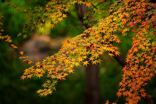 The scenery of brightly colored maple leaves.