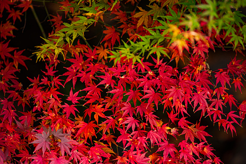 Colorful Autumn Leaf Season in JapanColorful Autumn Leaf Season in JapanColorful Autumn Leaf Season in Japan